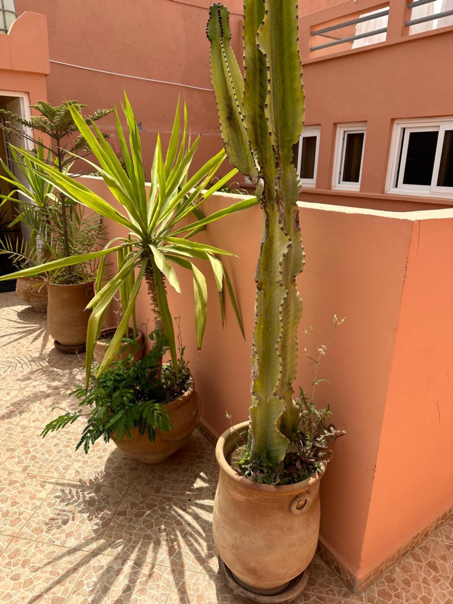 Europa Mirlef T Aventur Guest House Mirleft Exterior photo